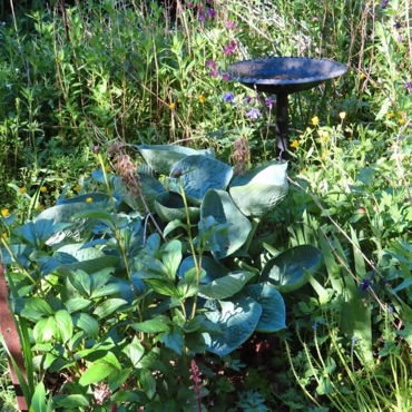 garden11.jpg