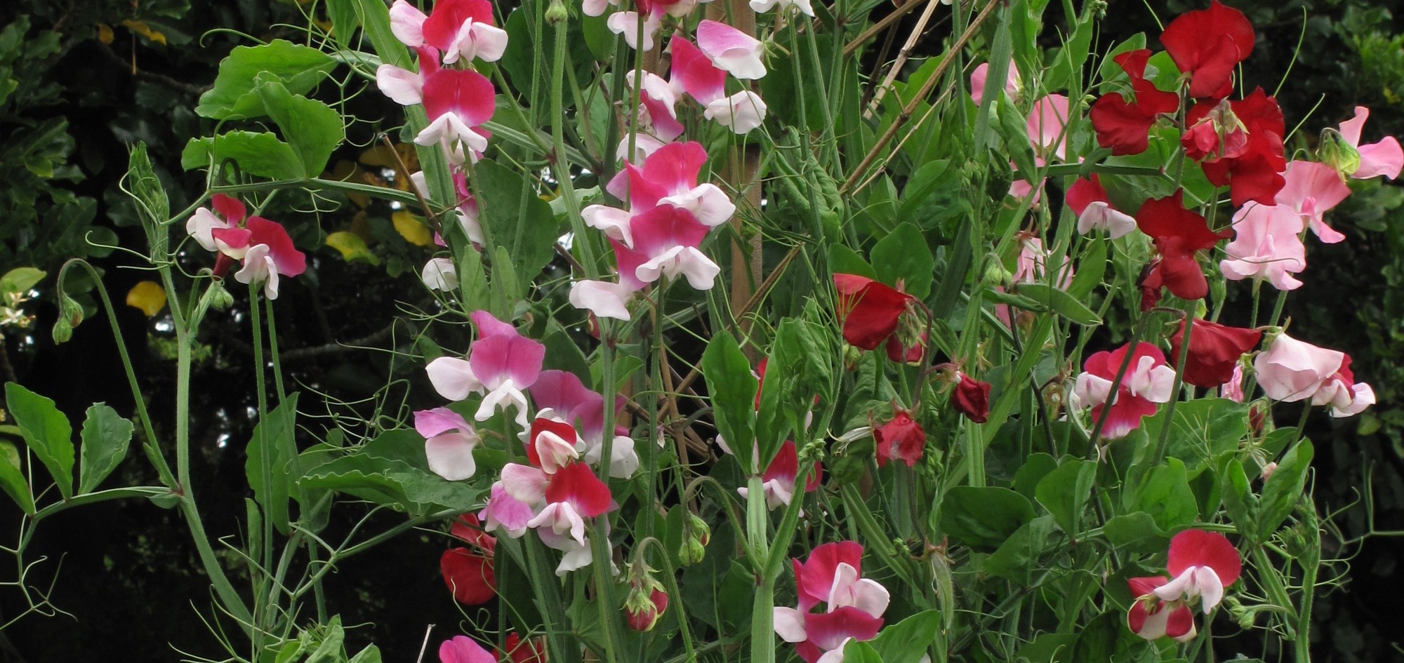 Sweetpea Image 3 (Keith Hammett)lge - Copy.jpg