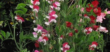 Sweetpea Image 3 (Keith Hammett)lge - Copy.jpg