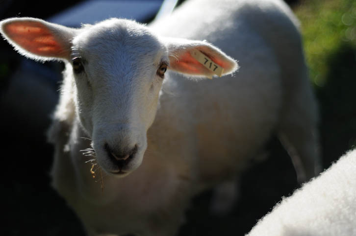 Sheep DSC9225