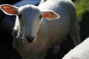 Sheep DSC9225