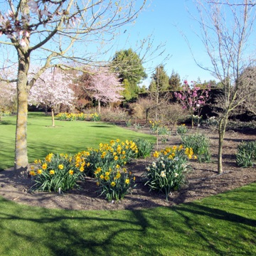 6Daffodils IMG 0056