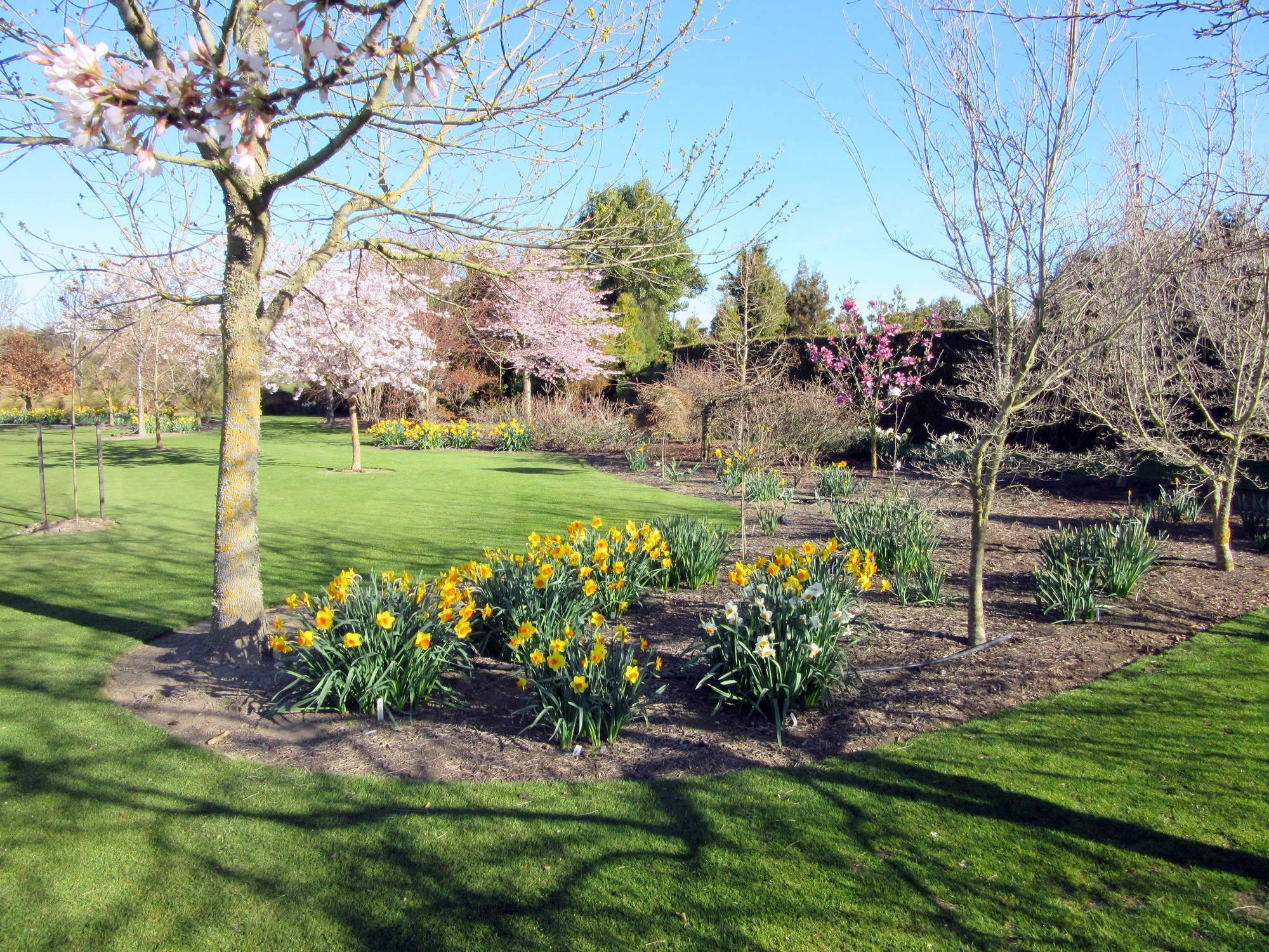 6Daffodils IMG 0056
