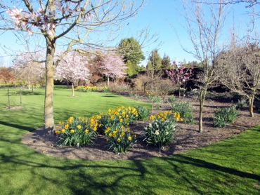 6Daffodils IMG 0056