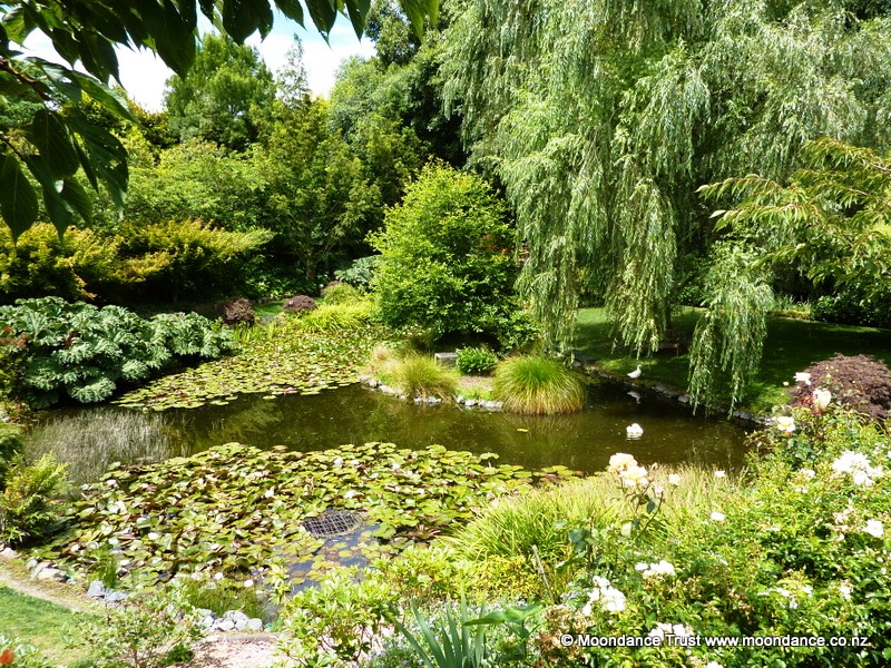 Pond Summer