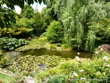 Pond Summer