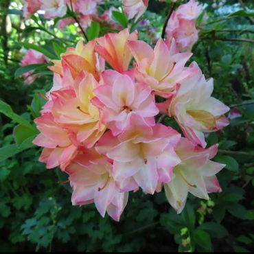 garden 9.jpg