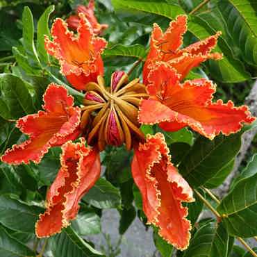 African Tulip Tree Squaresmall