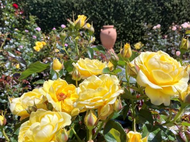 S Carter Yellow Roses Burrelli Pot