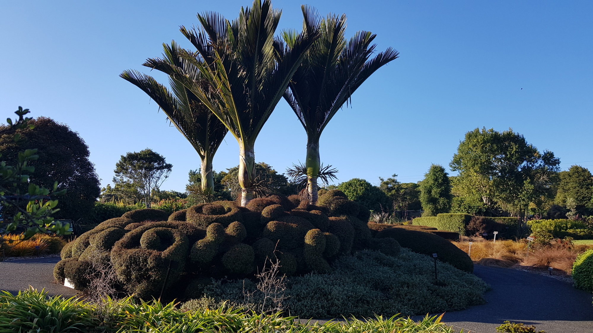 Native Plant Ideas Garden