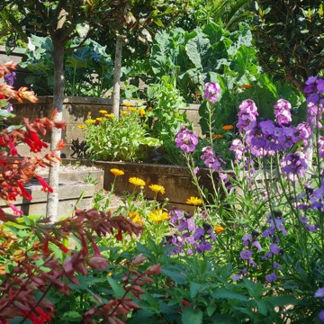 Garden 6