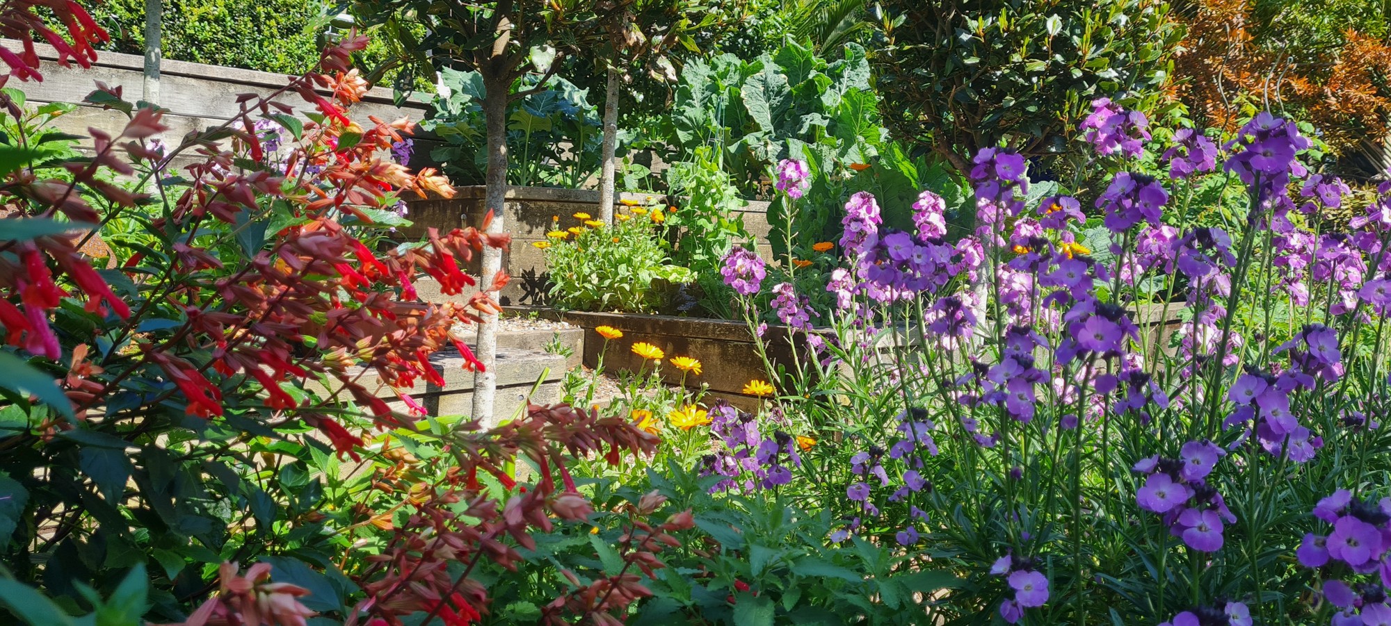 Garden 6