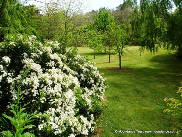 Picnic Lawn Choisya Ternata
