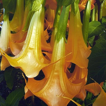 Angles Trumpet (Bragmansia Species)