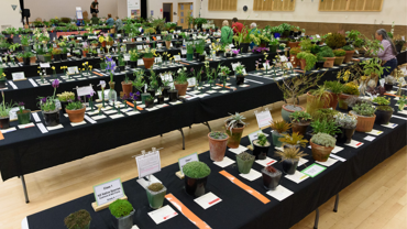 New Zealand Alpine Garden Society Show