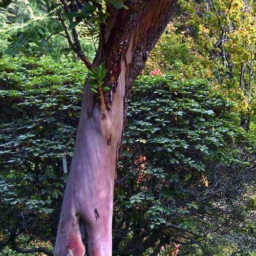 Hackfalls Arboretum image
